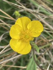 Ranunculus auricomus