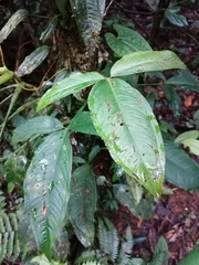 Syngonium triphyllum