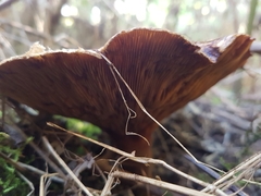 Paxillus involutus