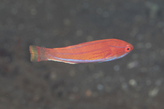 Paracheilinus flavianalis