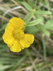 Ranunculus auricomus