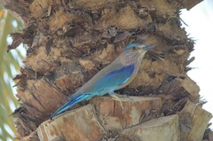 Coracias benghalensis