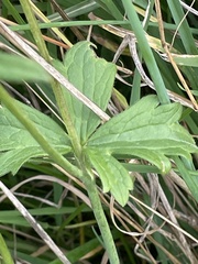 Ranunculus auricomus
