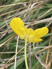 Ranunculus auricomus