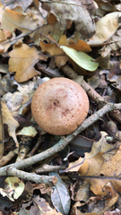 Lactarius xanthogalactus