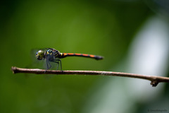 Agrionoptera insignis