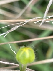 Ranunculus auricomus