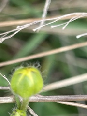 Ranunculus auricomus