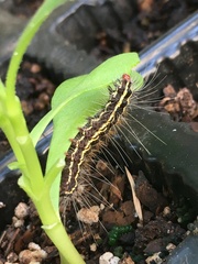 Leucaloa