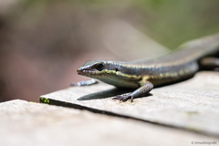 Eutropis