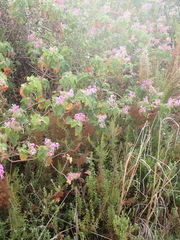 Pelargonium cordifolium