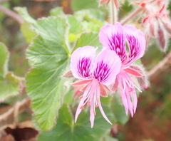 Pelargonium cordifolium