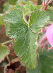 Pelargonium cordifolium