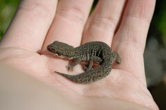 Pachydactylus geitje