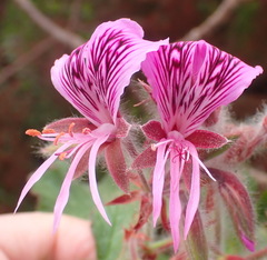 Pelargonium cordifolium