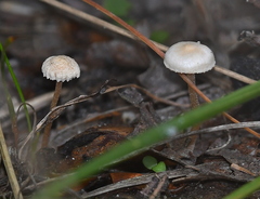 Mycetinis scorodonius