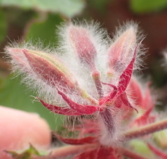 Pelargonium cordifolium