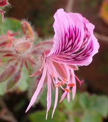 Pelargonium cordifolium