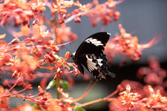 Papilio nephelus