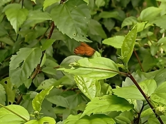 Junonia hedonia