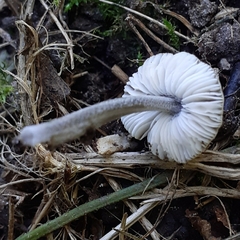 Pluteus thomsonii