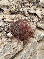 Hamatocactus hamatacanthus