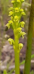 Microtis frutetorum
