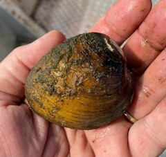 Ellipsaria lineolata