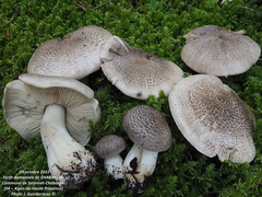 Tricholoma pardinum