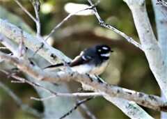 Rhipidura albiscapa alisteri