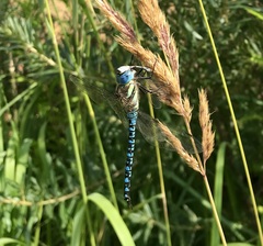 Aeshna soneharai