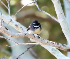 Rhipidura albiscapa alisteri