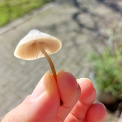 Mycena amicta