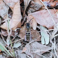 Vespula flaviceps