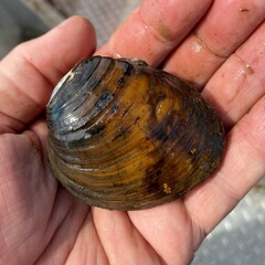 Ellipsaria lineolata