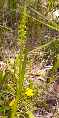 Microtis frutetorum