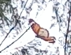 Danaus chrysippus chrysippus