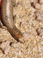 Cryptoblepharus plagiocephalus
