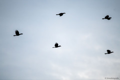 Anorrhinus galeritus