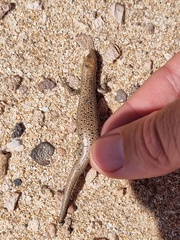 Cryptoblepharus plagiocephalus