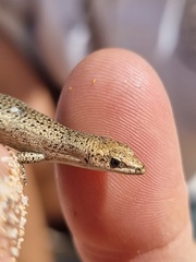 Cryptoblepharus plagiocephalus