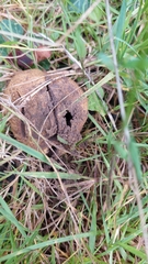 Agaricomycetidae