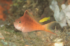 Cyprinocirrhites polyactis