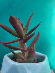 Echeveria rosea