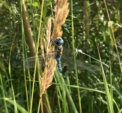 Lestes virens vestalis
