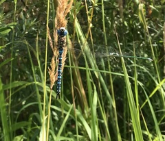 Lestes virens vestalis