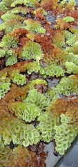 Salvinia cucullata