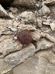 Hamatocactus hamatacanthus
