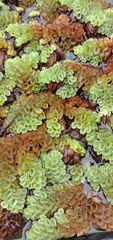 Salvinia cucullata