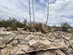 Agave lechuguilla